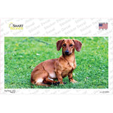 Dachshund Dog Novelty Sticker Decal